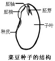 【解答】解:玉米种子和菜豆种子的结构图如下