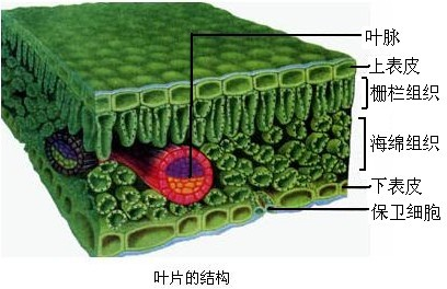 (2)植物的光合作用公式:二氧化碳 水 光 叶绿体有机物 氧,光合作用
