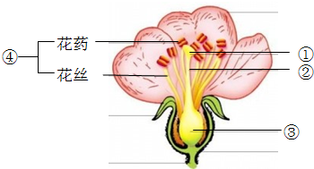 (3)对于一朵花来说,最重要的是 ;开花时雌蕊经过传粉受精作用,子房