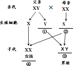 包括22对常染色体和一对性染色体.性染色体包括:x染色体和y染色体.