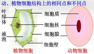 薄壁细胞结构图图片