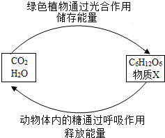 菁優(yōu)網