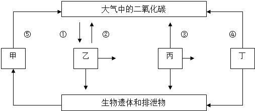 生态系统物质循环简图图片