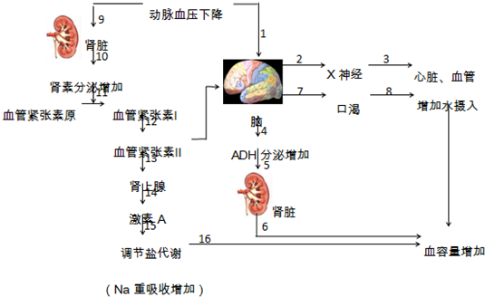 血压调节图解图片