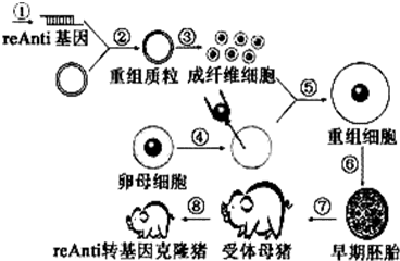 转入猪成纤维细胞,做成转基因克隆猪的培育过程示意图,请据图回答