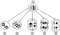 菁優(yōu)網