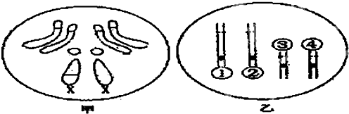 圖甲為果蠅體細胞中染色體結構模式圖,圖乙為該個體減數分裂形成配