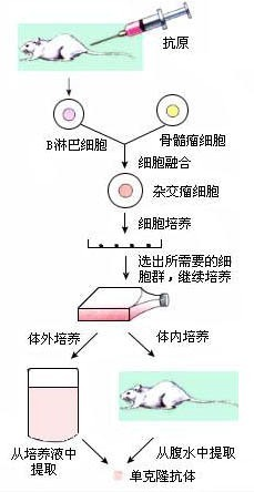 干细胞c.核移植d.细胞融合_作业帮