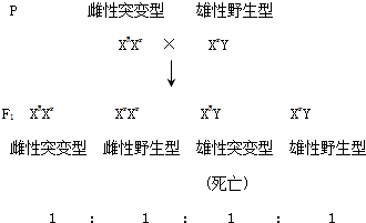 一只突变型雌性果蝇与一只野生型雄性果蝇交配后,产生的f