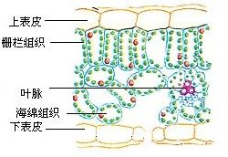 藓类叶片细胞结构图图片