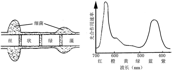 光合色素吸收光谱图图片