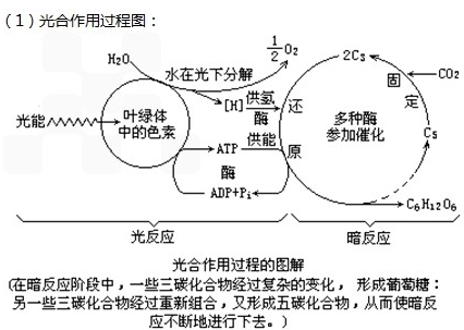 从光合作用的反应过程进行分析:在光合作用过程中,co2参与暗反应,co2