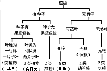 认真观察和识别下列图中的植物,并阅读后面图的分类表解,回答问题