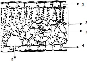 单子叶植物叶片结构图图片