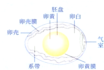 如图鸟卵的结构