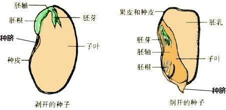 子叶和胚乳的区别图片