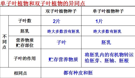 菜豆和玉米种子结构图图片