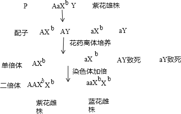 另一對對位於x染色體上,因此花色遺傳遵循自由組合定律;圖中①過程是