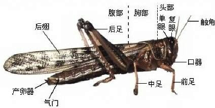 蝗虫口器类型图片