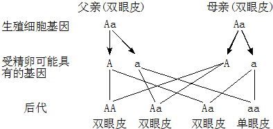 双眼皮遗传系谱图图片