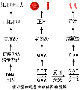 导致人类发生廉刀型贫血症的最根本原因是( )