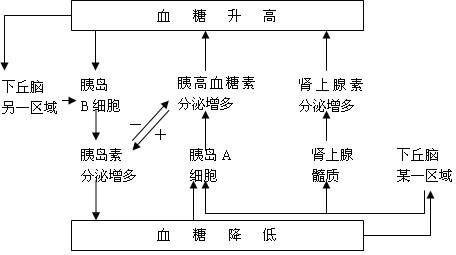 合成糖原;转化为脂肪,某些氨基酸等(3)激素调节:胰岛素:促进血糖浓度