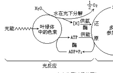 光合作用的过程图解