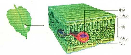 叶绿体内部结构图图片
