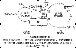 【光合作用是個非常複雜精緻的過程,如圖大致反應了光合作用過程中