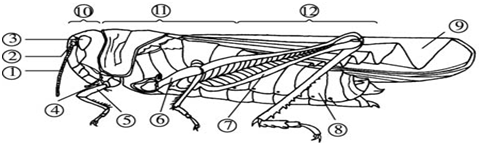 请观察蝗虫的外部形态图,回答问题