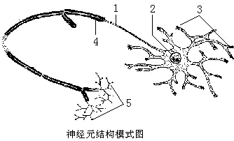 蘇教版 七年級 下學期 - 第2節 神經調節 - 神經元的結構和功能 6/6 -