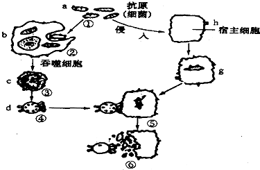 人体免疫系统在维持稳态中的作用 153/161 - 试题 - 菁优网