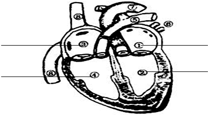 (2013春遵義縣校級期中)如圖是心臟的結構示意圖