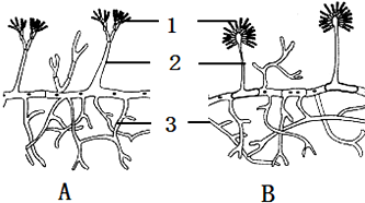 如图为青霉和曲霉的结构模式图,请据图回答问题