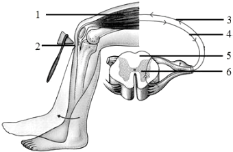 如图是膝跳反射过程示意图,请据图回答下列问题: (1)完成膝跳反射的
