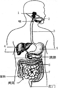 如图为人体消化系统组成示意图.
