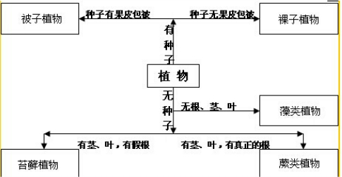 地球上的植物主要分为五大类群,即从高等到低等依次为:被子植物,裸子