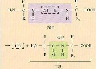 如图表示一个二肽分子,其中由羧基和氨基脱水