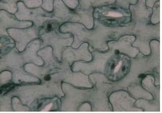 蚕豆叶下表皮细胞绘图图片