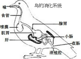鸽子消化系统图图片