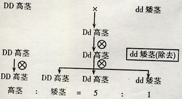 高茎自交遗传图解图片