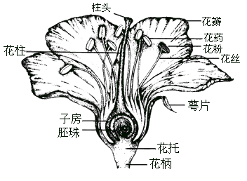 桃花示意图生物图片