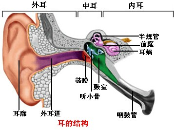中耳包括鼓膜,鼓室和听小骨;内耳包括半规管,前庭和耳蜗