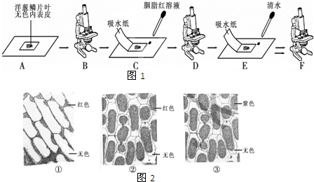 质壁分离过程图解图片