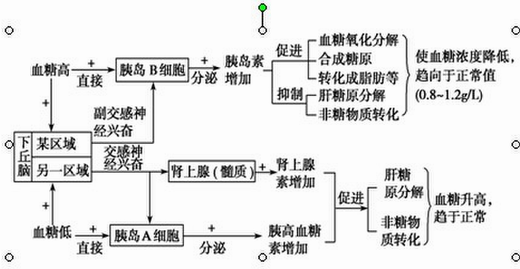 2,血糖平衡调节