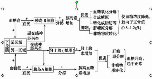 2,血糖调节的具体过程