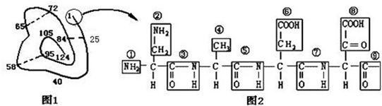 如图是某蛋白质的肽链结构示意图(图1,其中数字为氨基酸排列序号)及