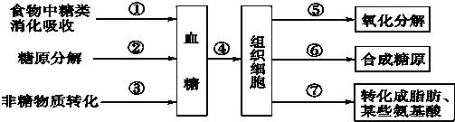 如圖所示下列有關人體內糖代謝及調節的敘述,正確的是( )  