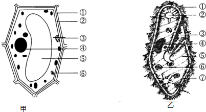 (2014秋新泰市期中)如圖,甲為植物細胞模式圖,乙為草履蟲結構示意圖