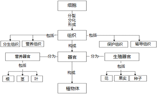 随着对生物学科的深入学习,同学们会接触到很多生物学概念,那么你是否